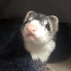 Meet your Posher, Becky